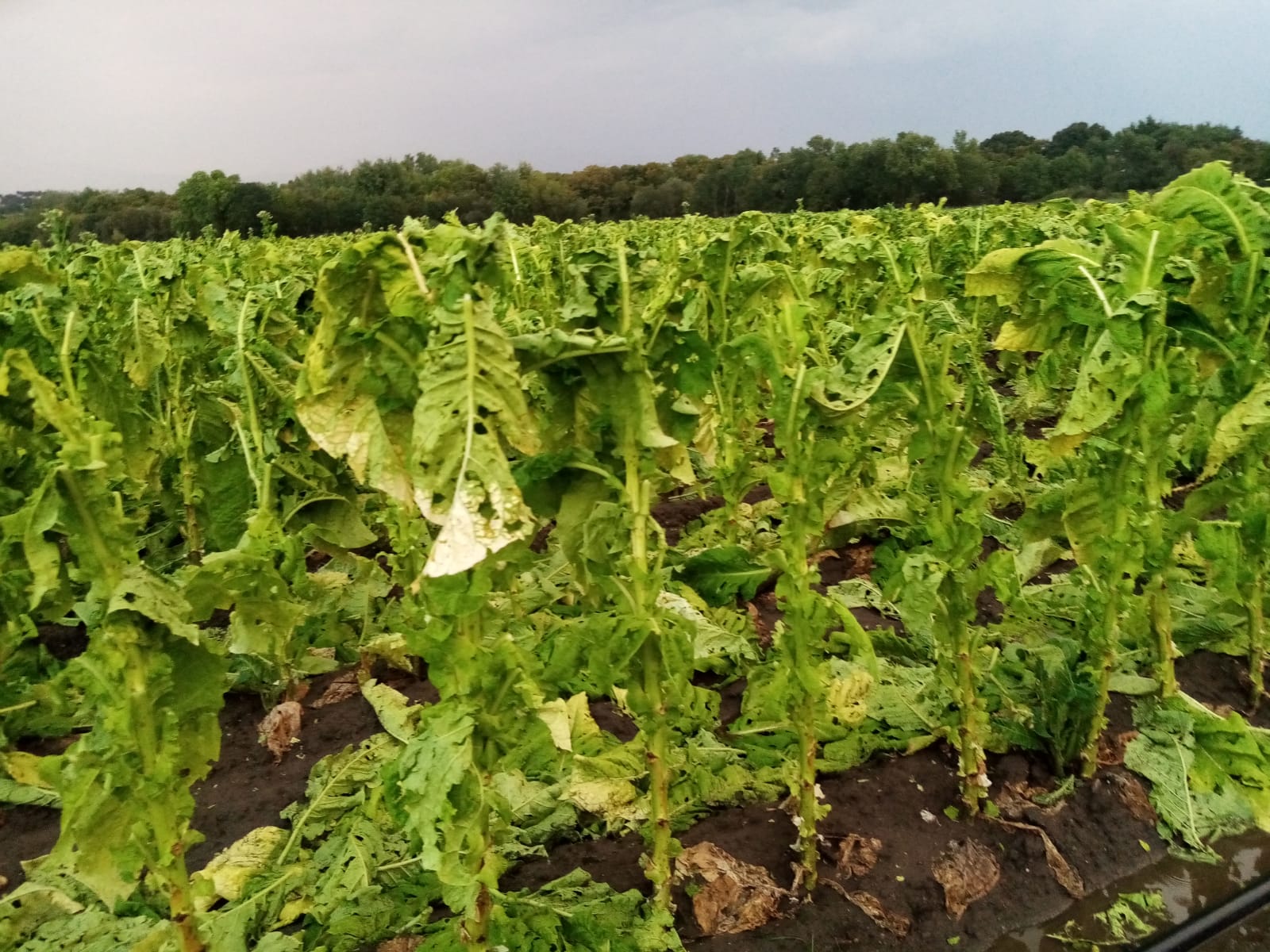 El pedrisco arruina la cosecha de Tabaco en La Vera y Campo Arañuelo